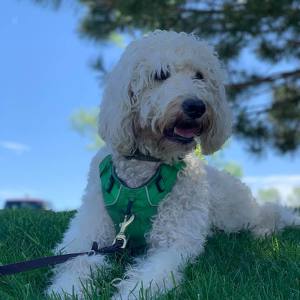 Fundraising Page: Terje Goldston